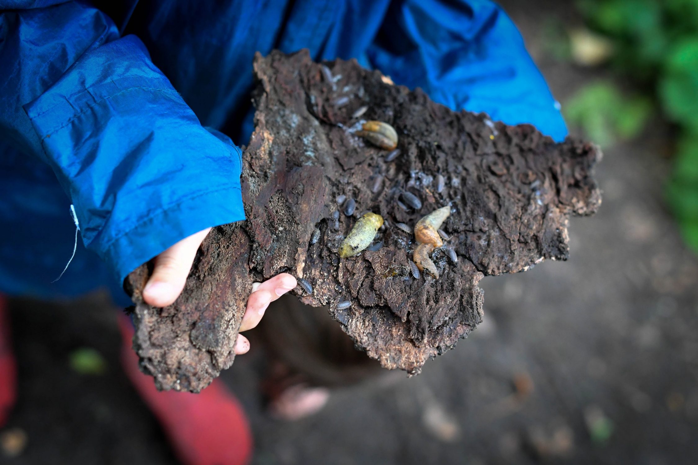forest school35