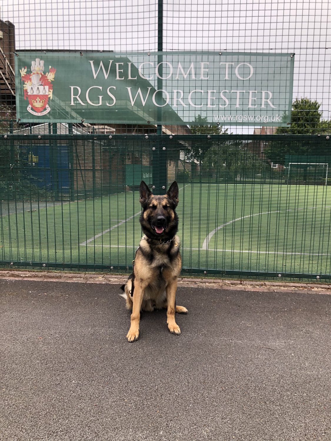 Police dogs