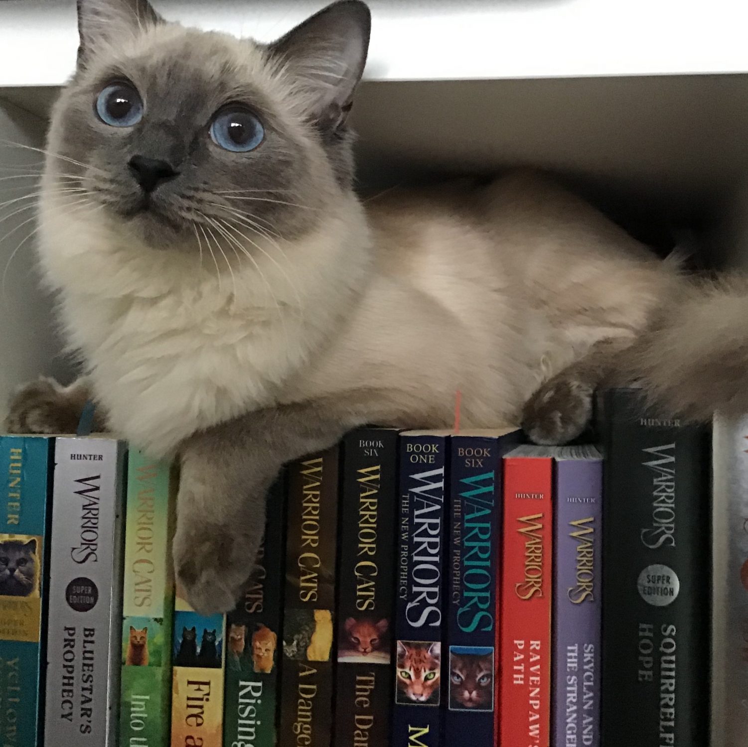 Cat Shelfie